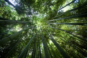 Bioetanolo di bambù