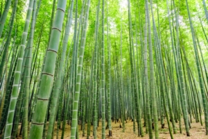 Bambù: guadagni mancati e nuove speranze nei crediti di carbonio