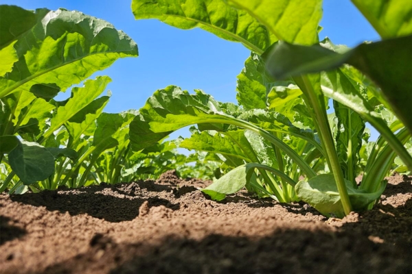 Bietola da zucchero: ricerca, genetica e innovazione per affrontare un'agricoltura sempre pi&ugrave; imprevedibile - Plantgest news sulle variet&agrave; di piante