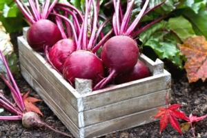 Barbabietola rossa, un superfood dalla lunga tradizione - Plantgest news sulle varietà di piante