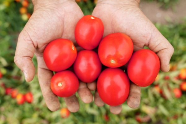 Quattro pilastri per un pomodoro da industria di successo - Plantgest news sulle varietà di piante