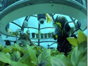Il basilico in fondo al mare - Plantgest news sulle varietà di piante