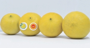 Bergamotto di Reggio Calabria, inizia la raccolta - Plantgest news sulle varietà di piante