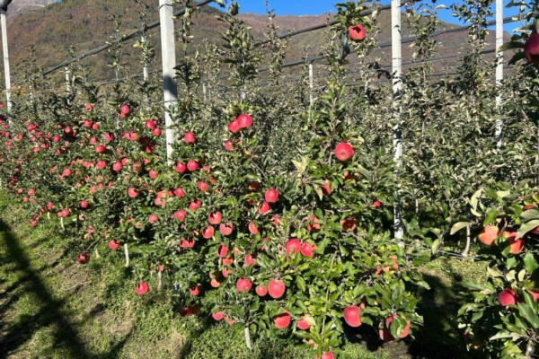 Melo resistente alla ticchiolatura: grande interesse ma poche superfici