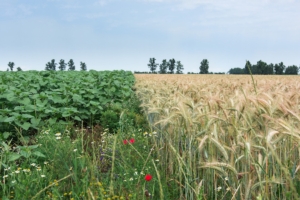 biodiversita-campo-agricoltura-grano-girasoli-by-ioabal-fotolia-750