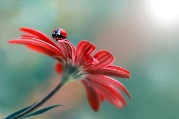 Artropodi utili, il Ministero della Salute rettifica la linea guida sulle misure di mitigazione