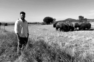 Un allevamento di bisonti in Italia? Perché no