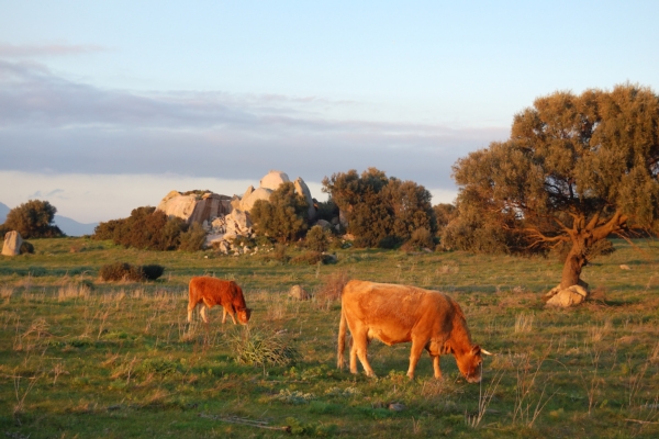 Quei virus che vengono da Est