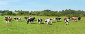 bovini-da-latte-vacche-by-shmel-adobe-stock-750x305