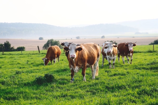 Benessere animale, focus ai Georgofili su valutazione e certificazione