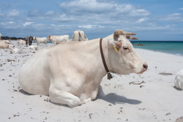 Francia e Italia assediate dalla dermatite bovina