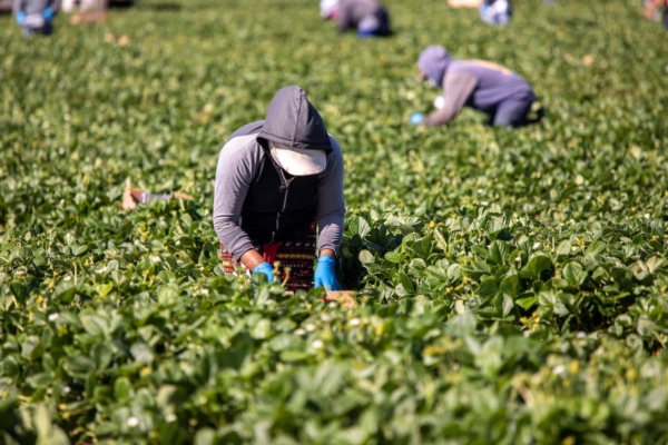 Decreto Flussi, previsti 267mila stagionali nel prossimo triennio