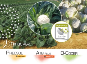 Brassicaceae: le soluzioni nutrizionali per performance ottimali - colture - Fertilgest
