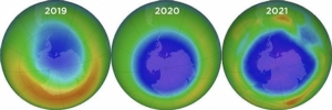 L'inquinamento da ozono riduce la produzione di biomassa