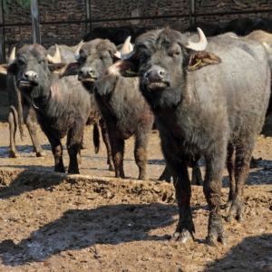 bufala-mediterranea-italiana-razz-di-bufalo-d-acqua-by-malgorzata-kistryn-adobe-stock-500x500