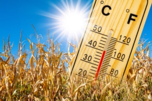 Come superare i danni causati dal caldo sulle piante? - le news di Fertilgest sui fertilizzanti