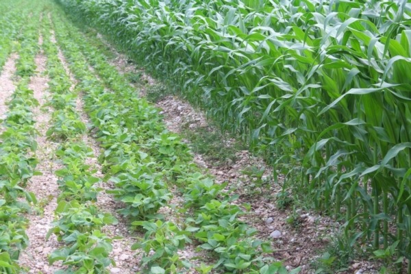 Pignatelli Day 2026: una giornata dedicata a mais e soia - Plantgest news sulle varietà di piante
