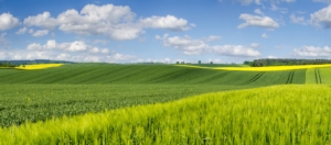 campo-agricoltura-colline-by-mike-mareen-fotolia-750.jpeg