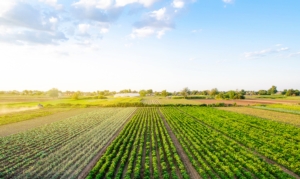EVENTO ONLINE - Ultimi dettagli sul Regolamento Prodotti Fertilizzanti - le news di Fertilgest sui fertilizzanti