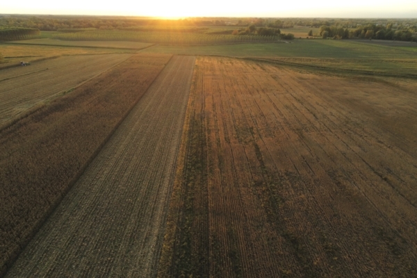 Cereali autunno-vernini: partire con i giusti input per massimizzare le rese - Fertilgest News