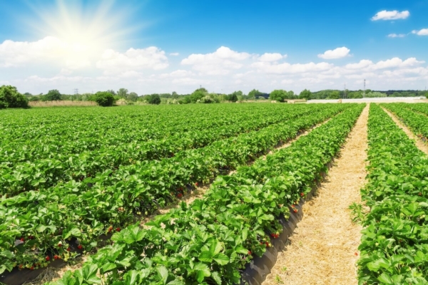 MicroRna, la nuova frontiera per aumentare le rese - Plantgest news sulle variet&agrave; di piante