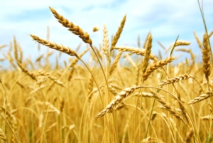 Biostimolanti per il controllo degli stress abiotici nelle colture cerealicole - Fertilgest News