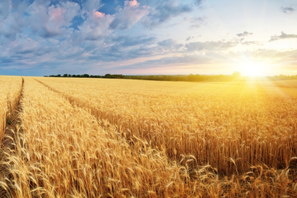 Bayer: la linea 2023 per i cereali