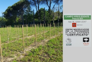 Pescia 001, il primo vivaio di olivi virus esente in Toscana - Plantgest news sulle varietà di piante