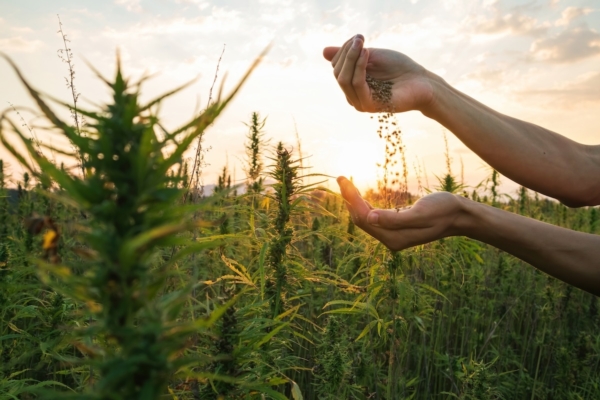 Canapa industriale: tecniche di coltivazione - Plantgest news sulle variet&agrave; di piante