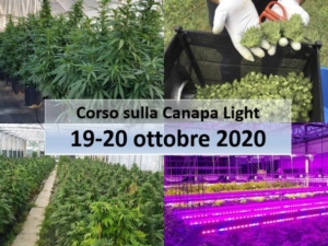canapa-light-20201019-fritegotto