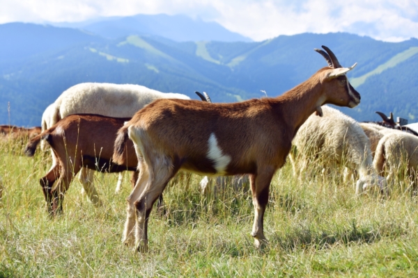 Pecore e capre, attenzione a quei virus