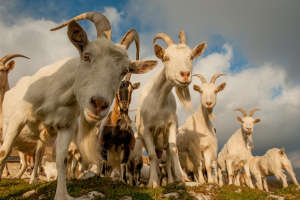 Capre, quelle razze da salvare