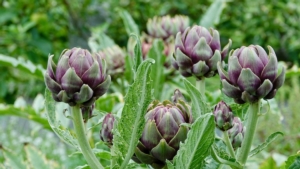 Carciofo, il cuore tenero dell'orticoltura - Plantgest news sulle varietà di piante