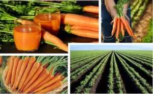 carota-campo-nutrizione-fonte-unimer