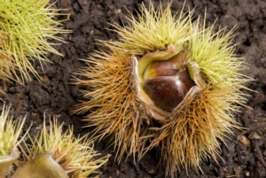 Castagna, alla scoperta del frutto nascosto nel riccio - Plantgest news sulle varietà di piante