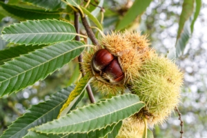 EVENTO ONLINE - European Chestnut Days - Plantgest news sulle varietà di piante