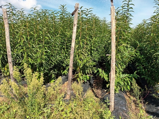 Campania, il castagneto scende in bassa collina per il climate change - Plantgest news sulle varietà di piante