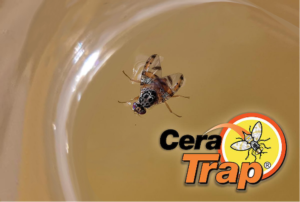 Cera Trap<sup>®</sup>, l'attrattivo alimentare specifico per la mosca della frutta
