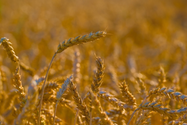 Cereali: crescono le importazioni in quantit&agrave; e valore