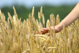 Concimazione in copertura dei cereali: meglio l'urea o il nitrato ammonico? - le news di Fertilgest sui fertilizzanti