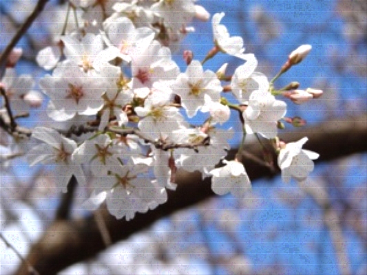 Fiori ciliegio - fiori di piante - Caratteristiche dei fiori di ciliegio