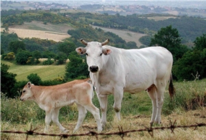 chianina-vitello-vacca-by-monica-from-anghiari-wikipedia-jpg