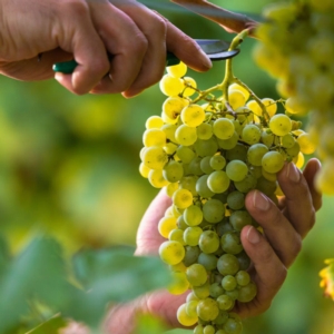 Qualità in viticoltura e miglioramento della shelf life - Cifo :: Cifo Professionale - Fertilgest News
