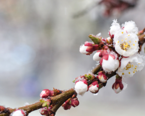 cifo-fioritura-gelate-ghiaccio-marzo-2022-fonte-cifo