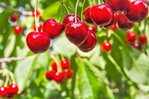Uva da tavola e ciliegio: gli effetti positivi dei biostimolanti - colture - Fertilgest