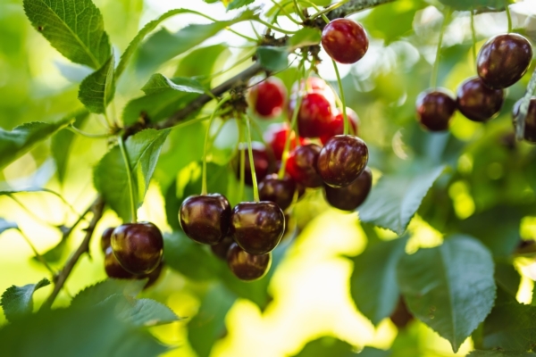 Ciliegio: l'ombra contro lo stress climatico - Plantgest news sulle variet&agrave; di piante