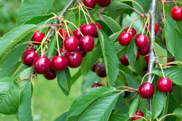 Cracking del ciliegio: come fare prevenzione, nel modo giusto - Plantgest news sulle varietà di piante