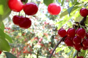 La riscoperta del ciliegio acido - Plantgest news sulle varietà di piante