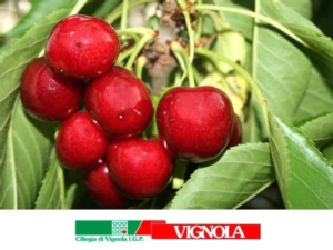 Ciliegie di Vignola, si chiude un'ottima annata - Plantgest news sulle varietà di piante