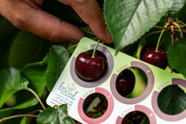 Ciliegio: variet&agrave; performanti per il futuro - Plantgest news sulle variet&agrave; di piante